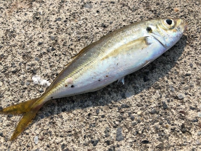 ヒラメ釣りの餌はアジが基本