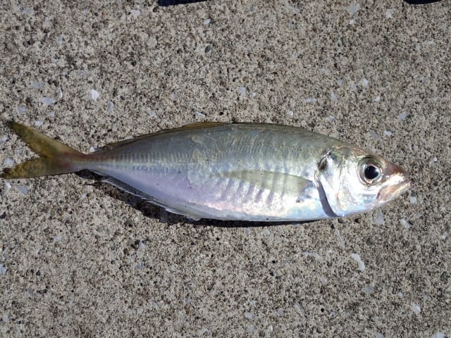 ヒラメ釣りの泳がせ餌の定番