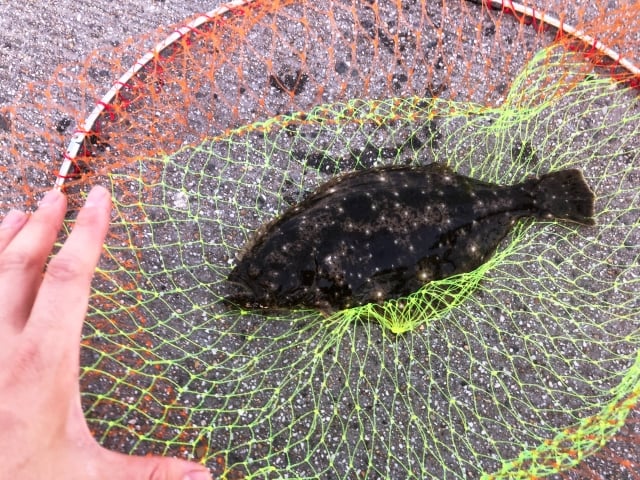 ヒラメ釣りは喰わせが重要