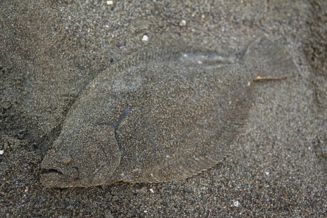 ヒラメ釣りを始めよう！