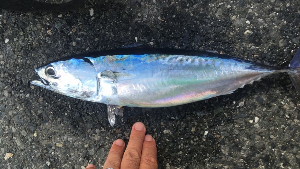 夏のサビキ釣りでは回遊魚が活発に！