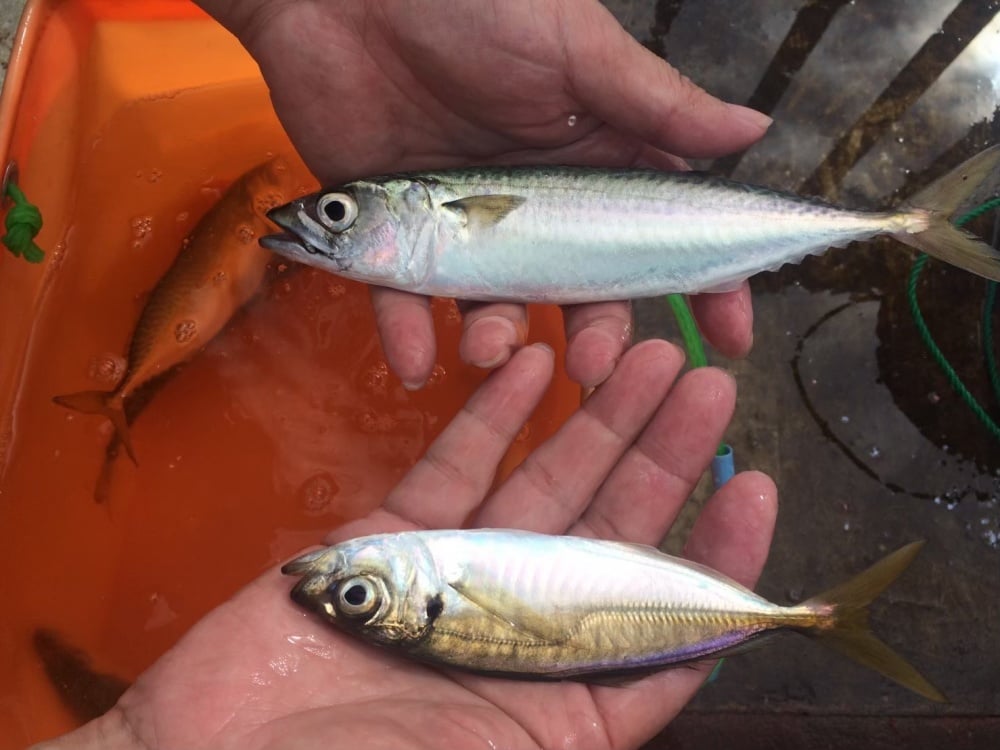 秋はサビキ釣りのベストシーズン！