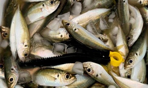 サビキ釣りを始めよう!