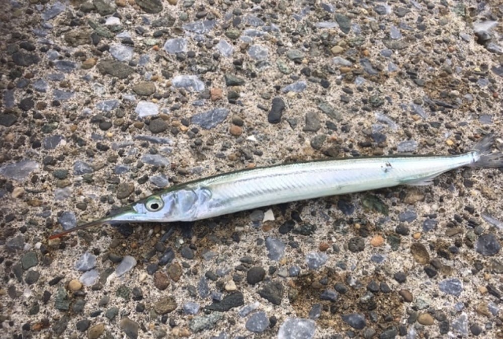 春はサビキ釣りのシーズン開幕