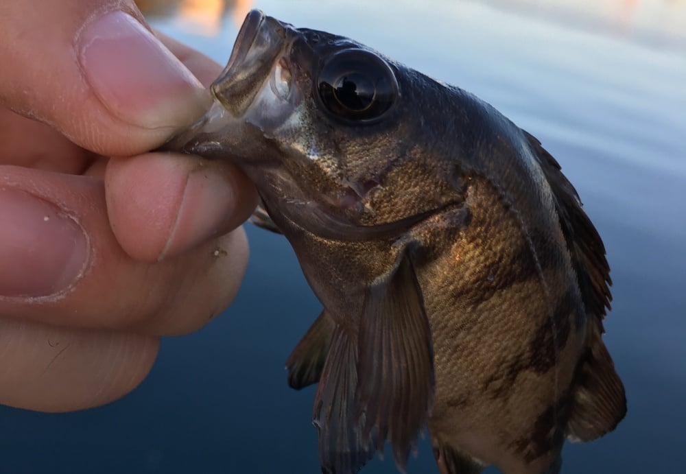 サビキ釣りは冬でも釣れる！