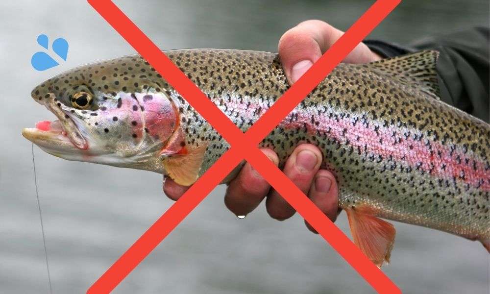ラバー製のランディングネットは魚体へのダメージを軽減