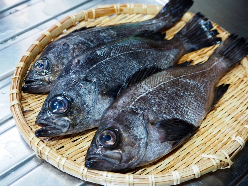 メバルは身近な高級魚