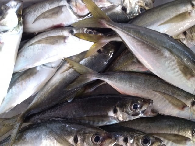 アジ釣り爆釣！