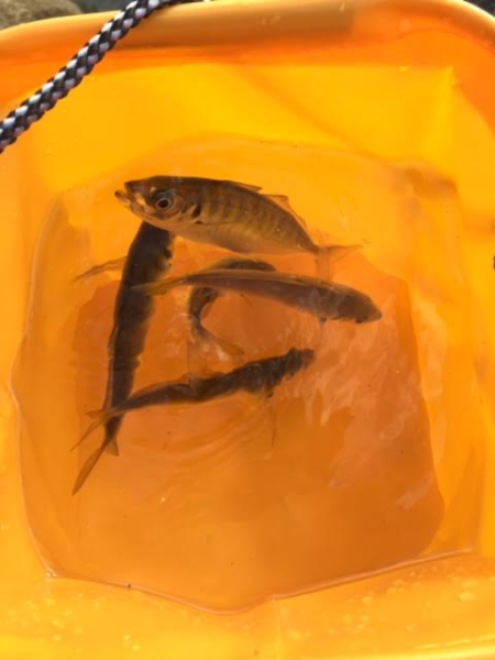 アジ釣りは楽しい
