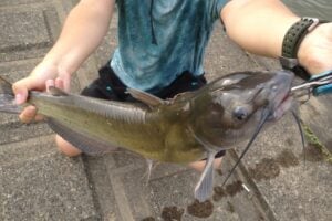 アメリカナマズの釣り