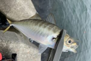 お気に入りのアジングロッドでアジを釣ろう
