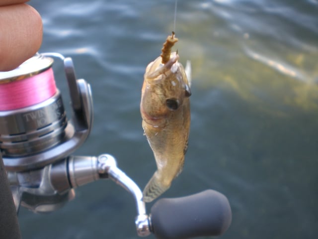 ハゼ釣りは楽しい