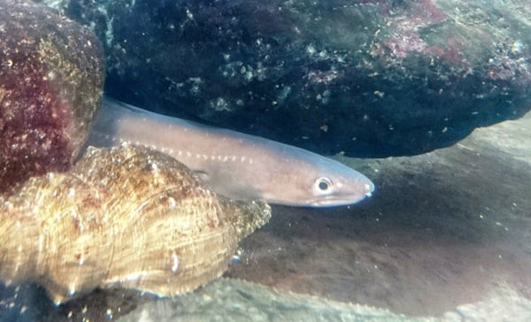 アナゴ釣り　アナゴの生態は？