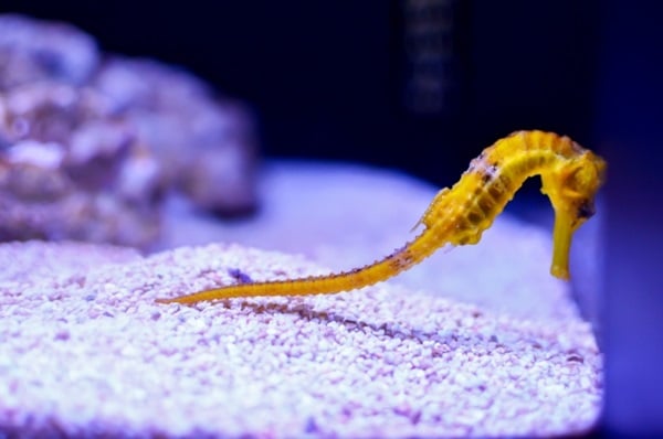タツノオトシゴは飼育できる？