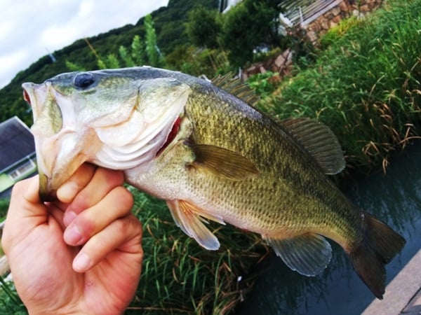ダイワロッドでバス釣り！
