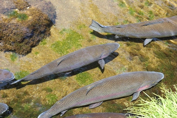 ダイワロッドでトラウト釣り！