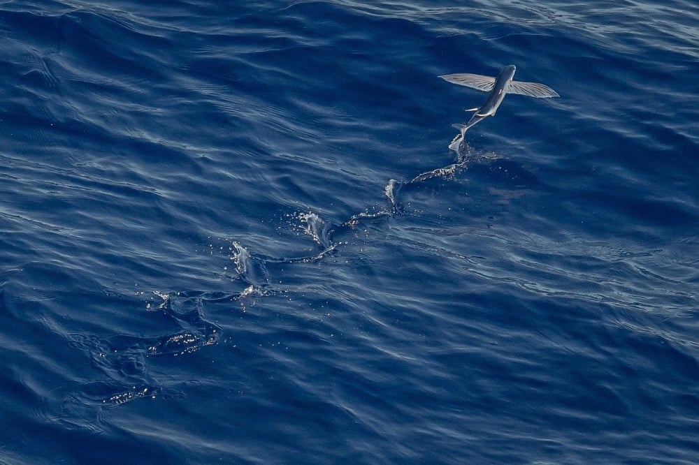トビウオの驚くべき飛行能力