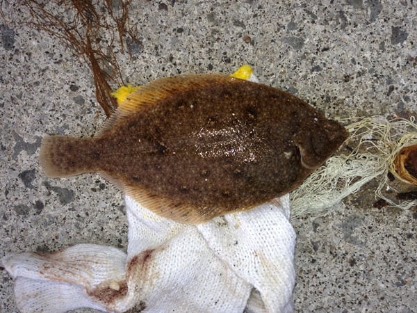 パワーイソメでカレイ釣り！