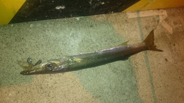 カマス釣りのコツ