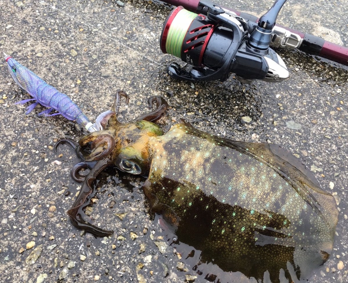 エギを使ってイカ釣り!