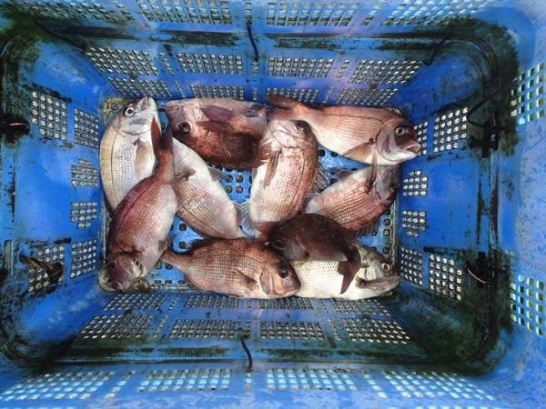海上釣り堀で大漁！