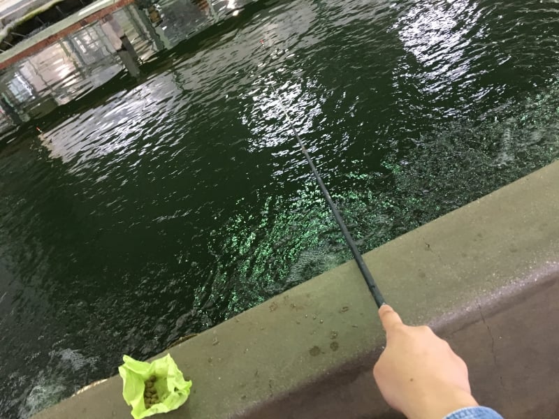 大倉養鯉場の金魚釣りは意外と難しい？