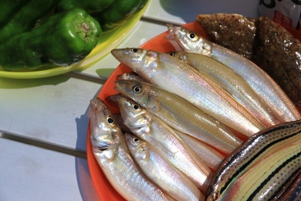 投げ釣りで釣れる魚たち