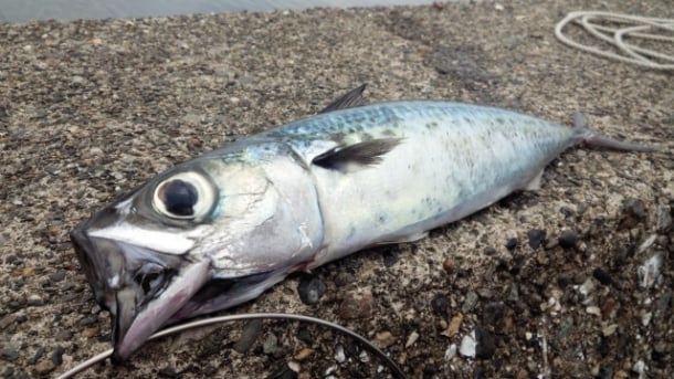 サバ釣りをエンジョイ！