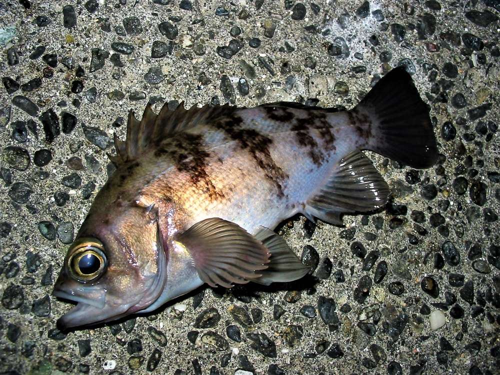 メバル釣りを始めよう