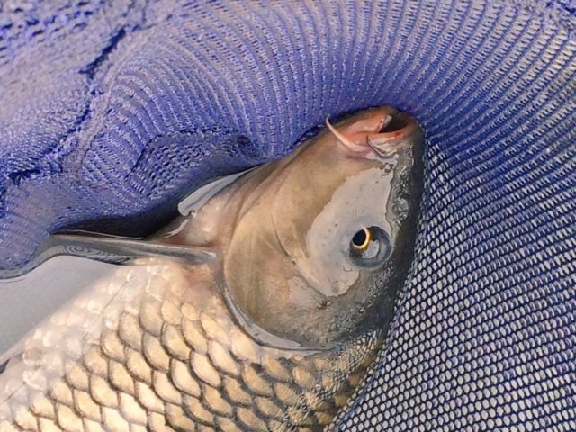 鯉釣り堀もある