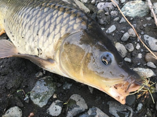 鯉釣りを楽しむ