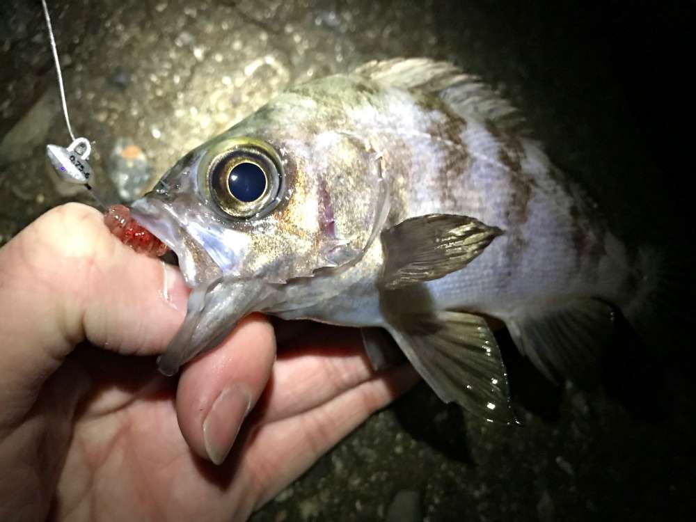 メバル釣りの基本を解説