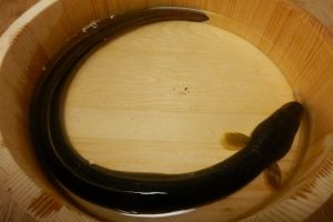 うなぎ釣りについて解説！