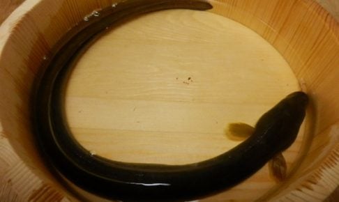 うなぎ釣りについて解説!