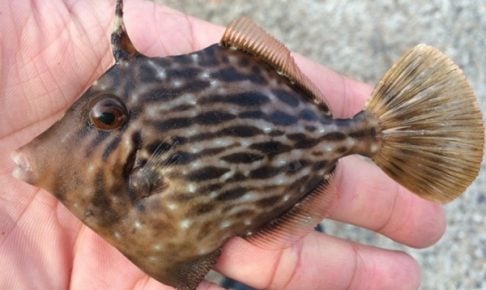 カワハギ釣りを始めよう!
