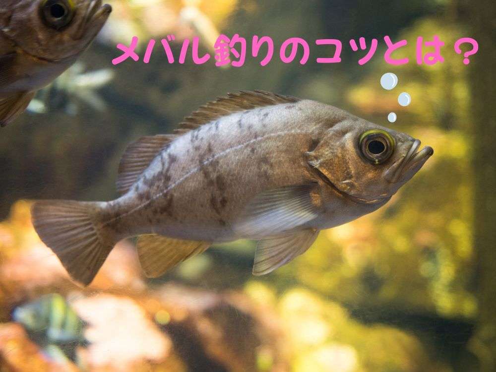 メバル釣りで釣果を伸ばすには