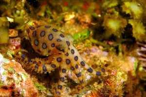ヒョウモンダコは毒をもつ珍しいタコ