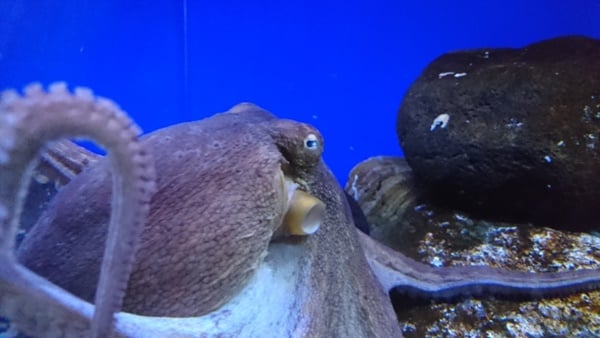 マダコはタコの代表種