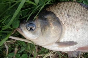ヘラブナの飼い方
