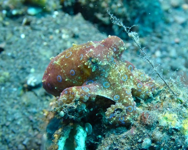 ヒョウモンダコの生態は？