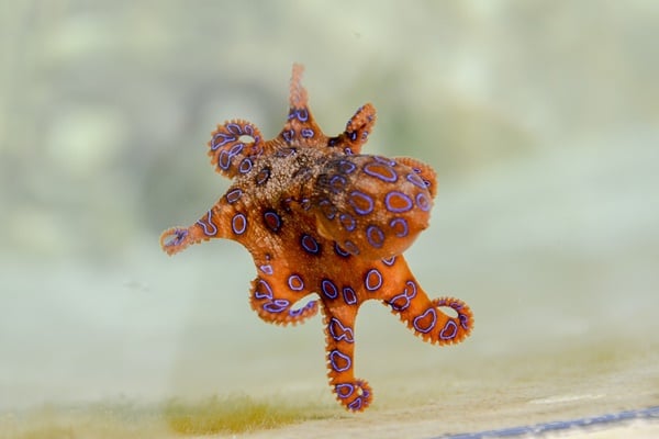 ヒョウモンダコは危険なタコ