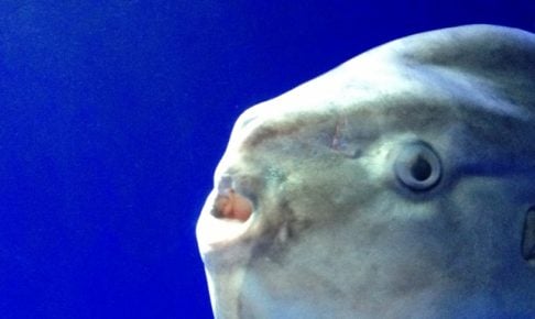 マンボウってどんな魚?