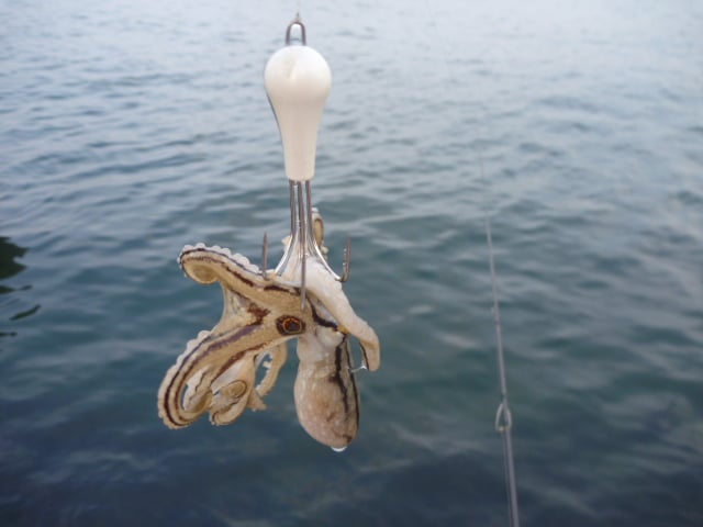 イイダコの釣り