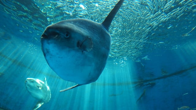マンボウの特徴