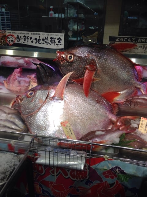 マンボウとアカマンボウ