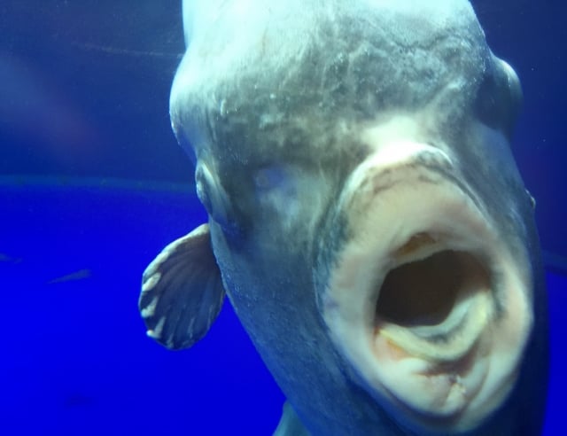 マンボウが牙を剥く！？