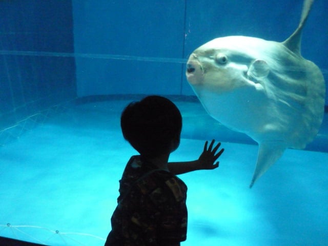 マンボウは水族館の人気者？