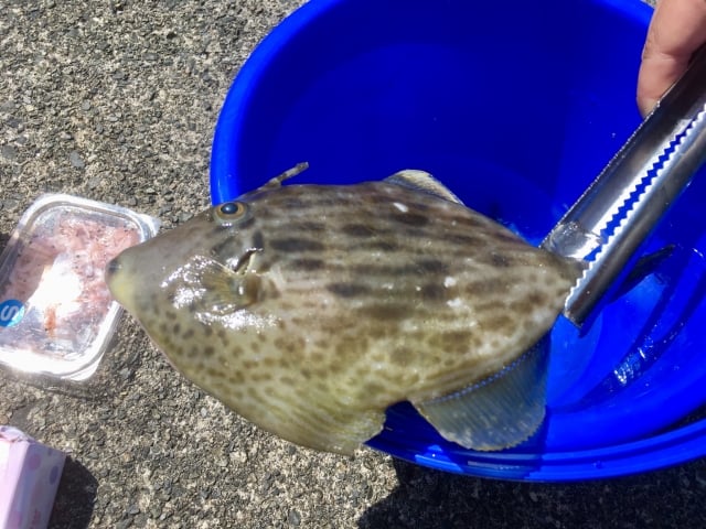 カワハギ釣りは楽しい