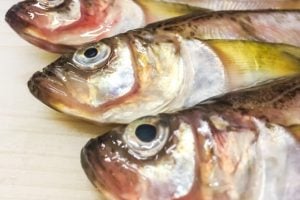 ハタハタの特徴は？
