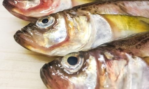 ハタハタの特徴は？